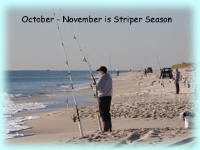 Surf fishing is very good off of our beach!